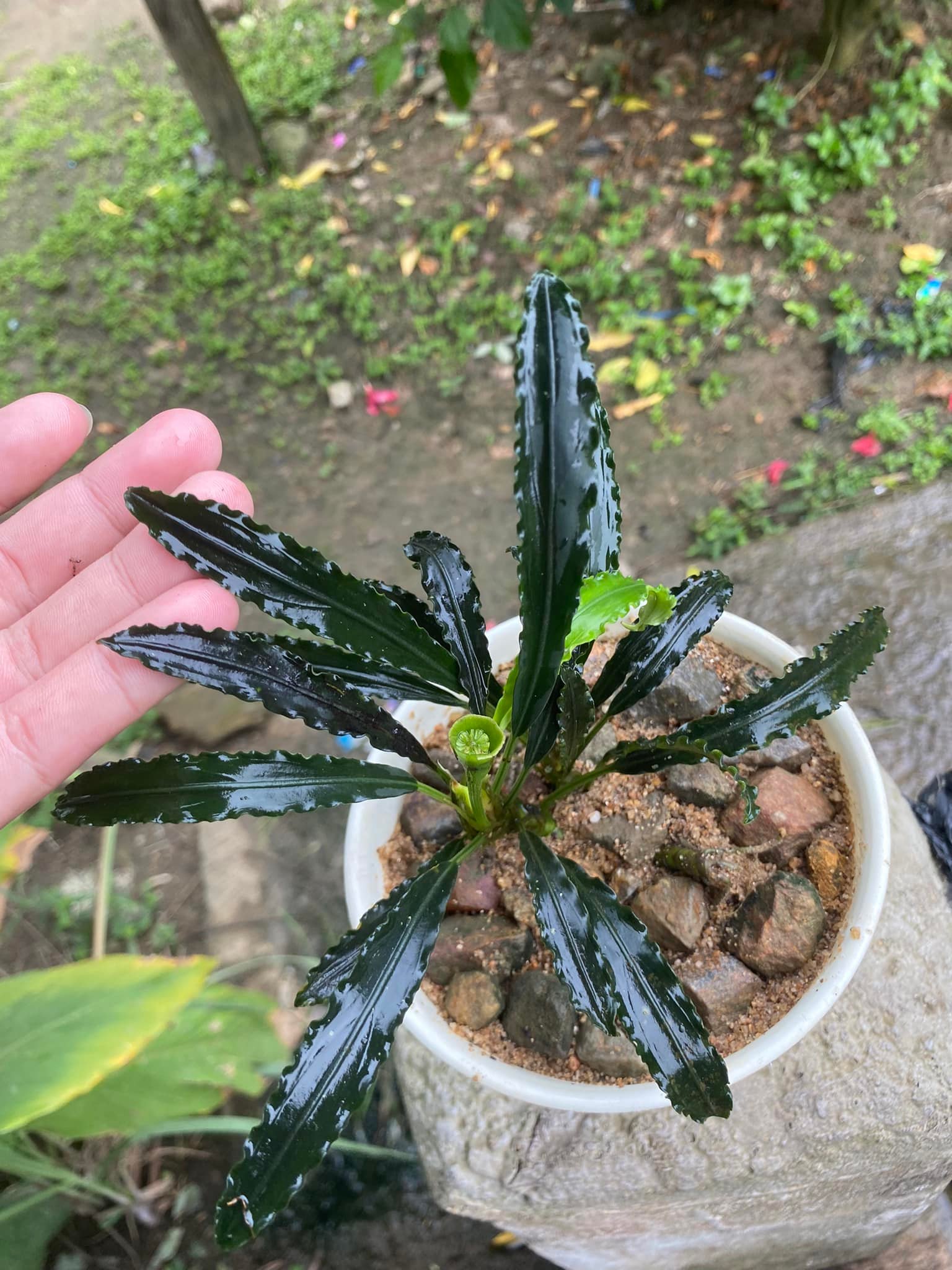 Bucephalandra motleyana from a sandstone jungle stream of Sarawak