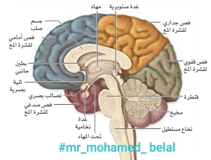علوم - الدماغ عند الإنسان يتألف من 3اقاسم 1-المخ :اكبر اقسام الدماغ ...