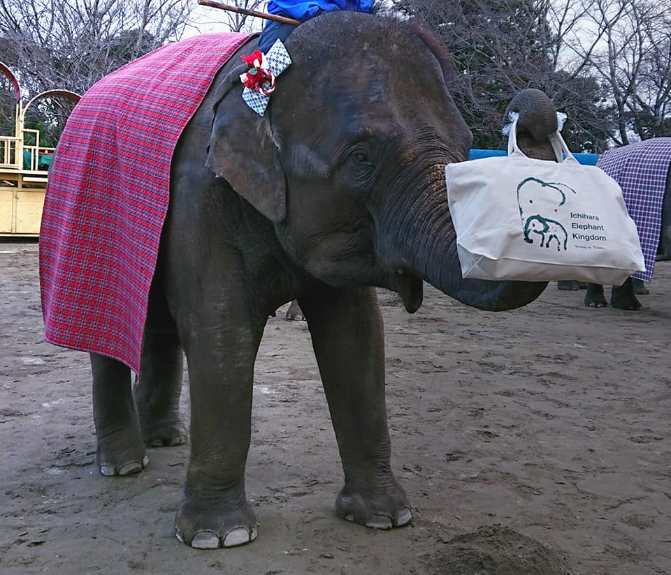 明日1月1日から、ぞうさんショーのお買い物では、ゆめ花とりり香が福袋