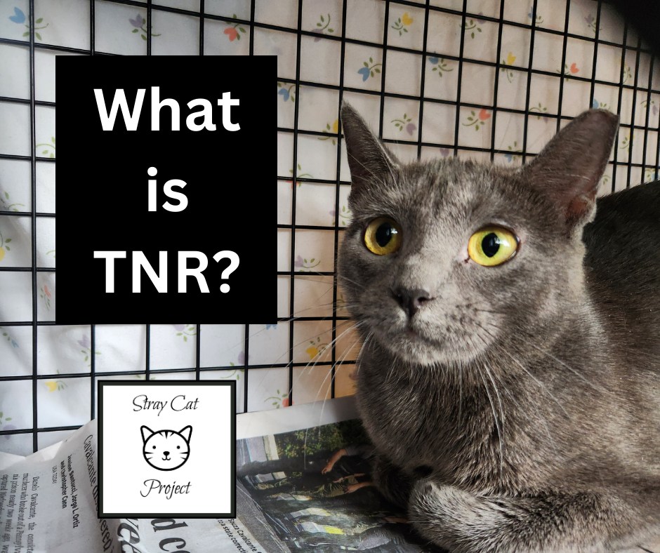 Stray - 📖𝐎𝐮𝐫 𝐁𝐀𝐂𝐊 𝐓𝐎 𝐁𝐀𝐒𝐈𝐂𝐒 𝐒𝐄𝐑𝐈𝐄𝐒: 𝐖𝐡𝐚𝐭 𝐢𝐬 𝐓𝐍𝐑? 🤔 𝐓𝐍𝐑 𝐢𝐬 𝐚𝐧 𝐚𝐜𝐫𝐨𝐧𝐲𝐦 ...