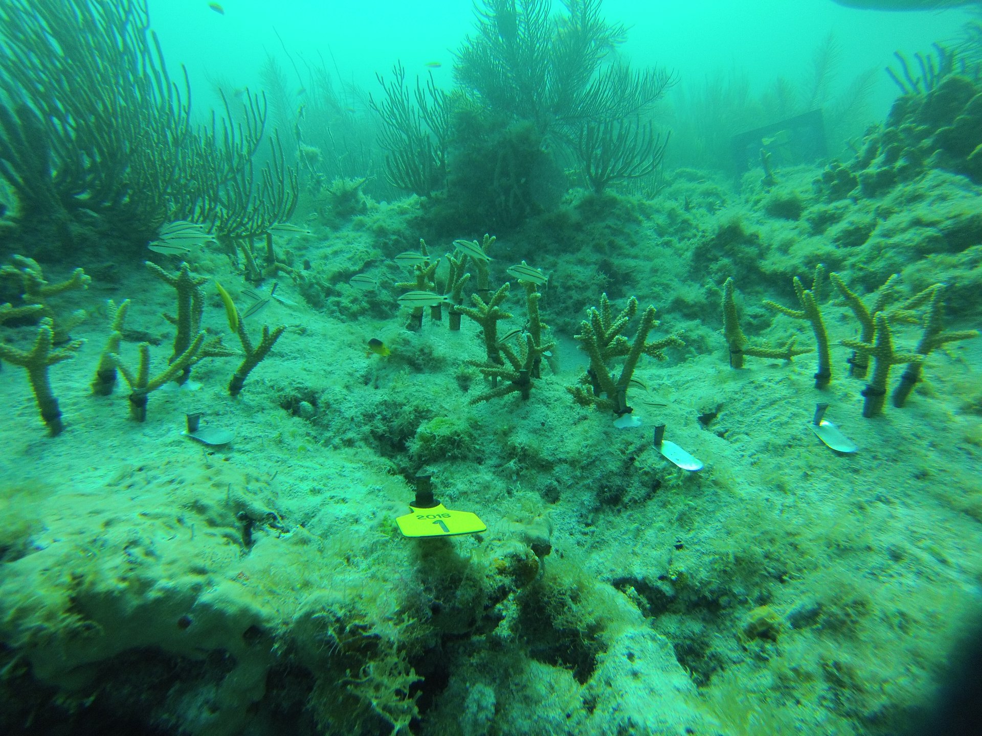 Our lab was excited to contribute... - Rescue a Reef Program