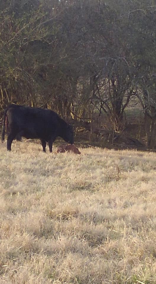 Parks Ridge Cattle LLC | Clermont GA