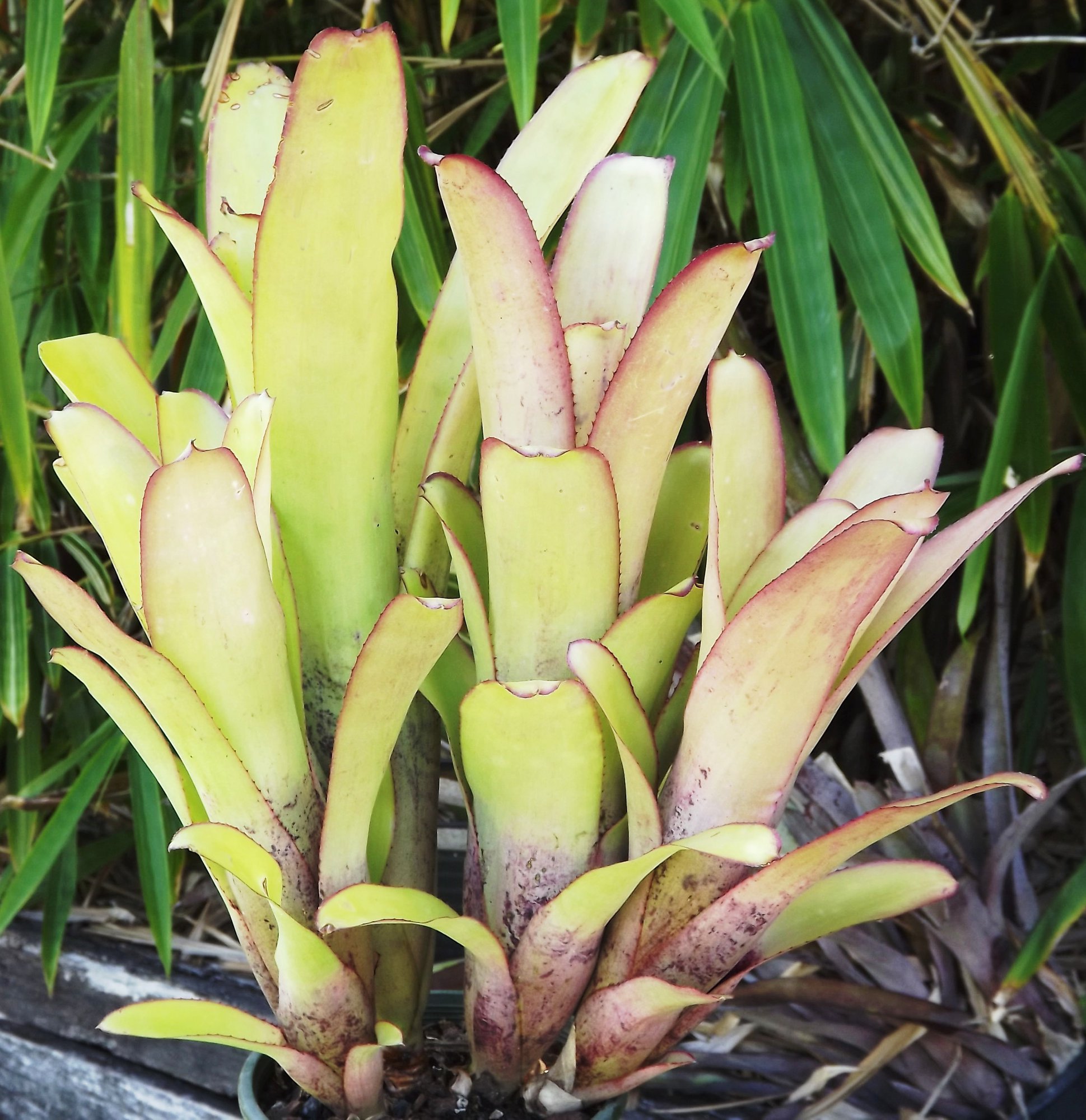 ブロメリア・エアープランツ Billbergia Virginia Billbergia Virginia. A wonderful compact.. and tough Billy.