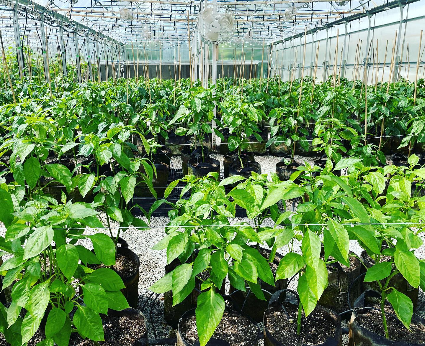 Sage Farms | Tulsa OK