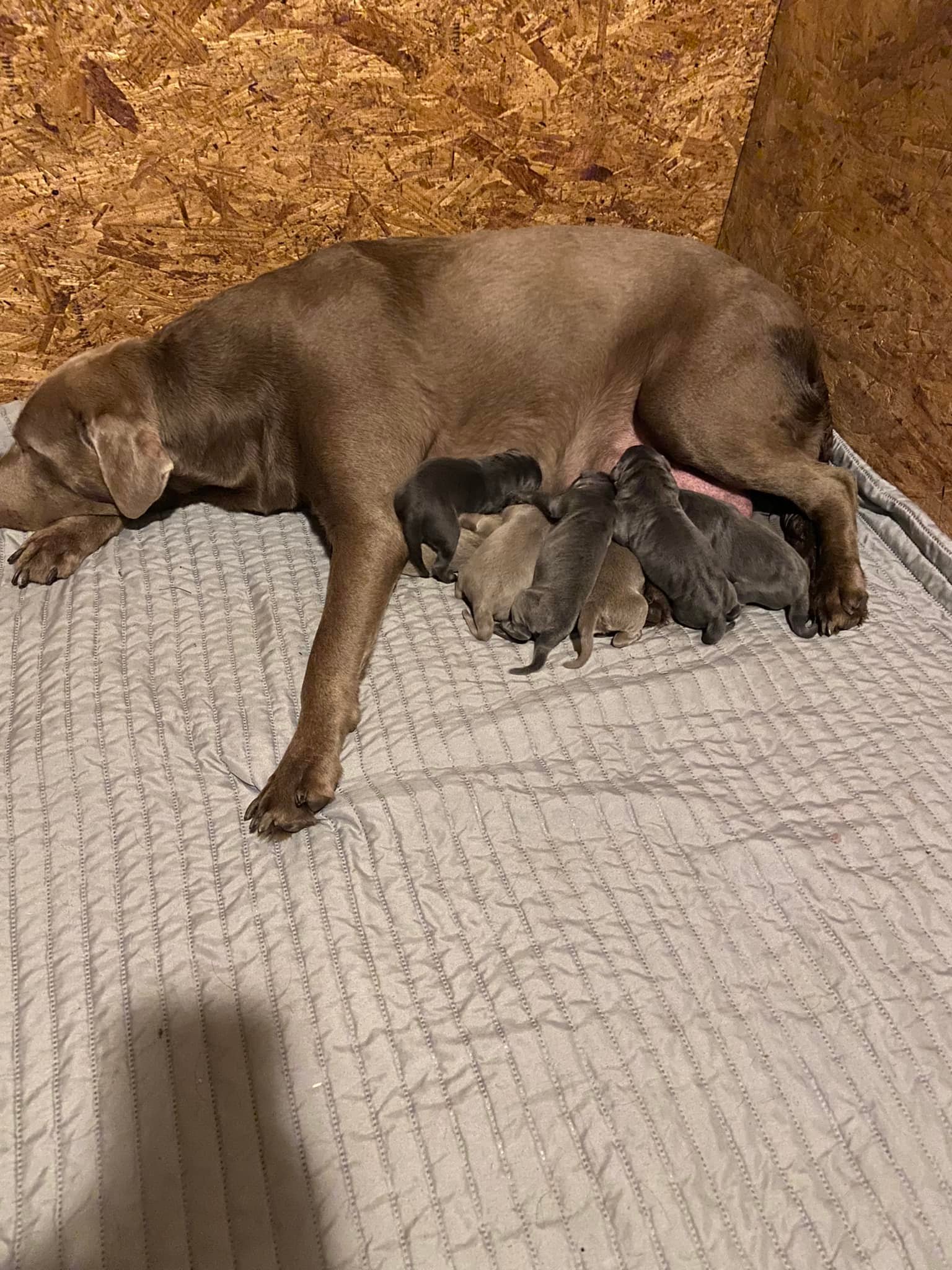Cook’s Labrador Retrievers