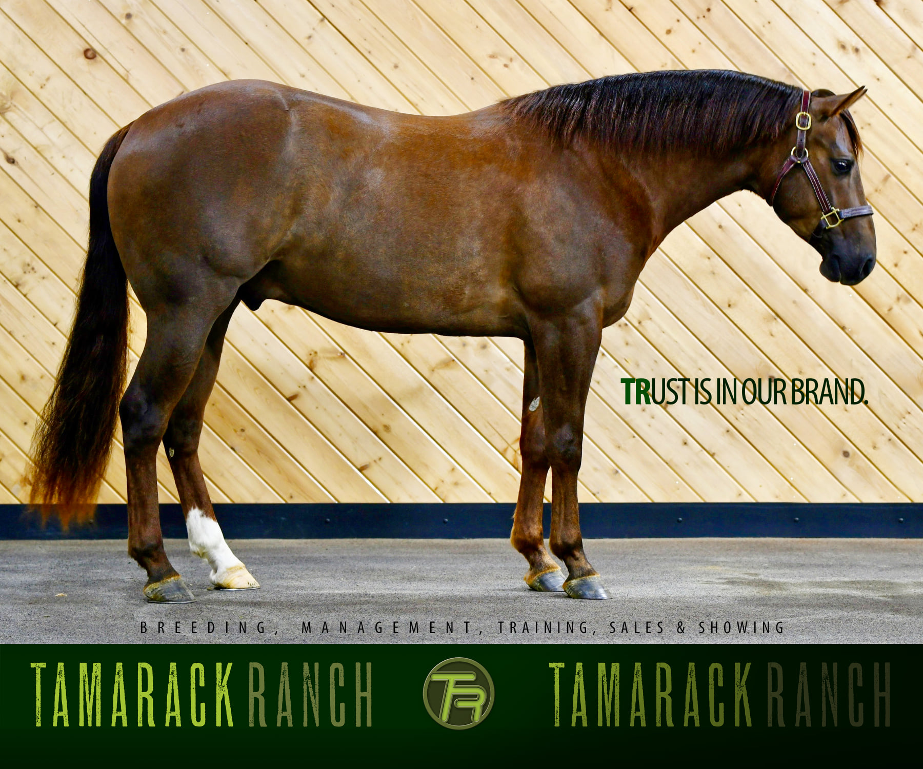 Tamarack - Congratulations to Robert Peterson on the purchase of 