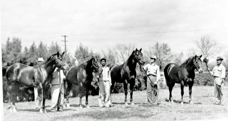 King Ranch Quarter Horses - FROM THE ARCHIVES: All lined up, we've got ...