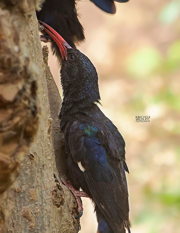Green wood hoopoe formerly red-billed wood hoopoe Leaping for the