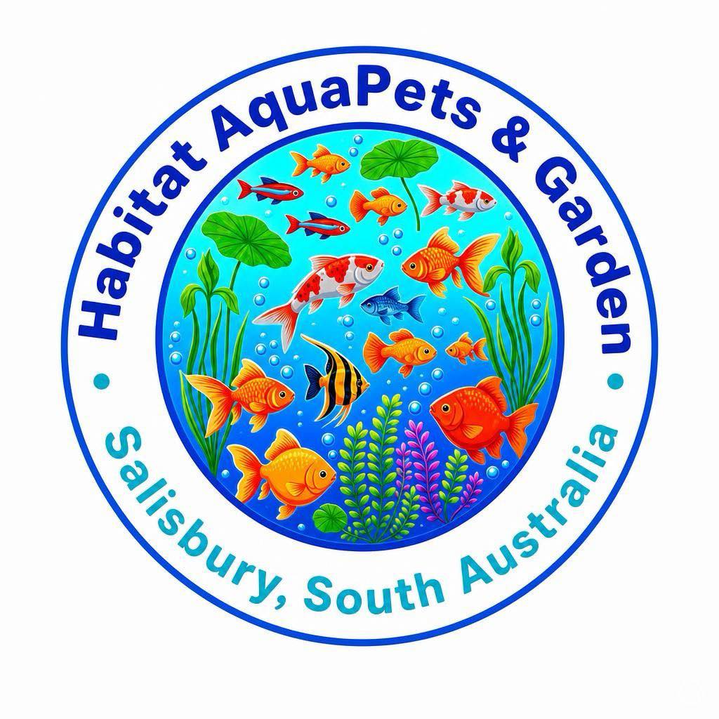 Super red rams in stock , pick up Salisbury | Habitat AquaPets & Garden