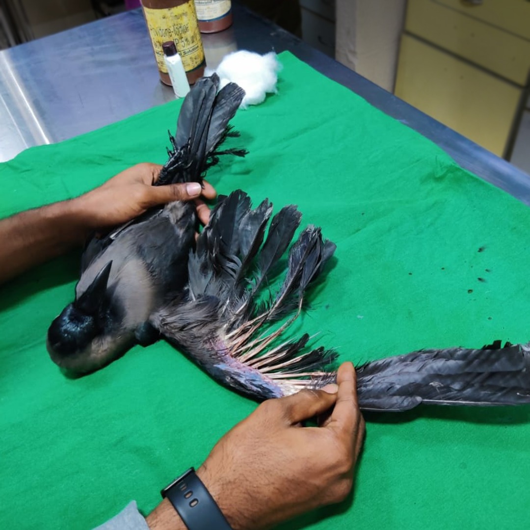 The House Crow was rescued safely... - PfA Wildlife Hospital | Facebook