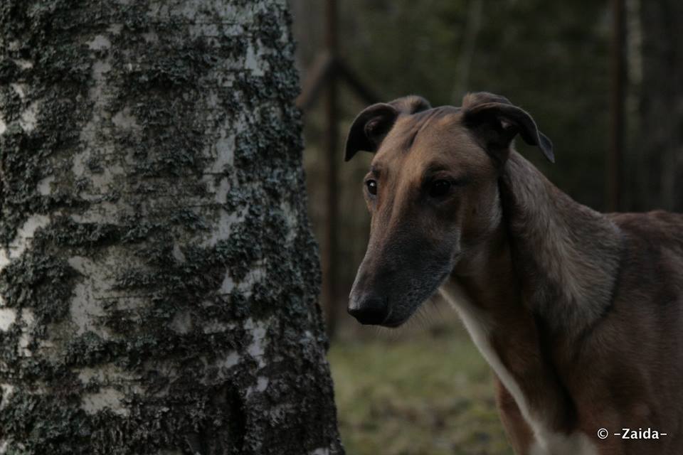 Cinofilia: Expo, Prove ENCI e schede delle razze canine - Highwind ...