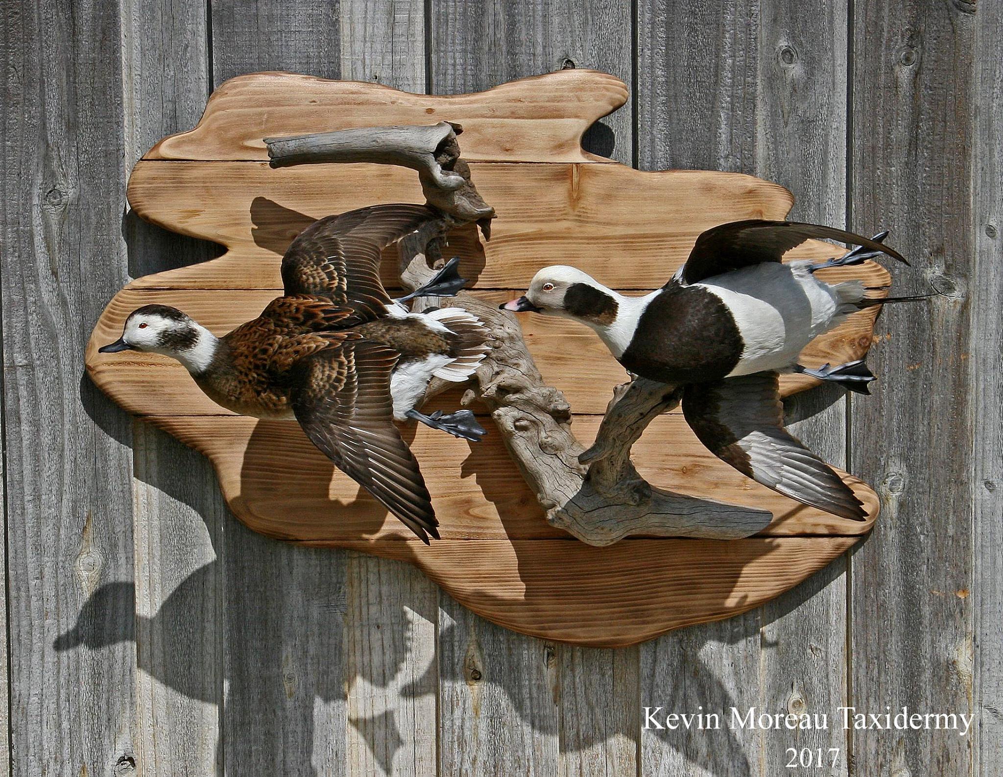 Appâts De Pêche Personnalisés Kevin Moreau - 5" Black Bird Topwater, Rare, Neuf (jamais Utilisé)