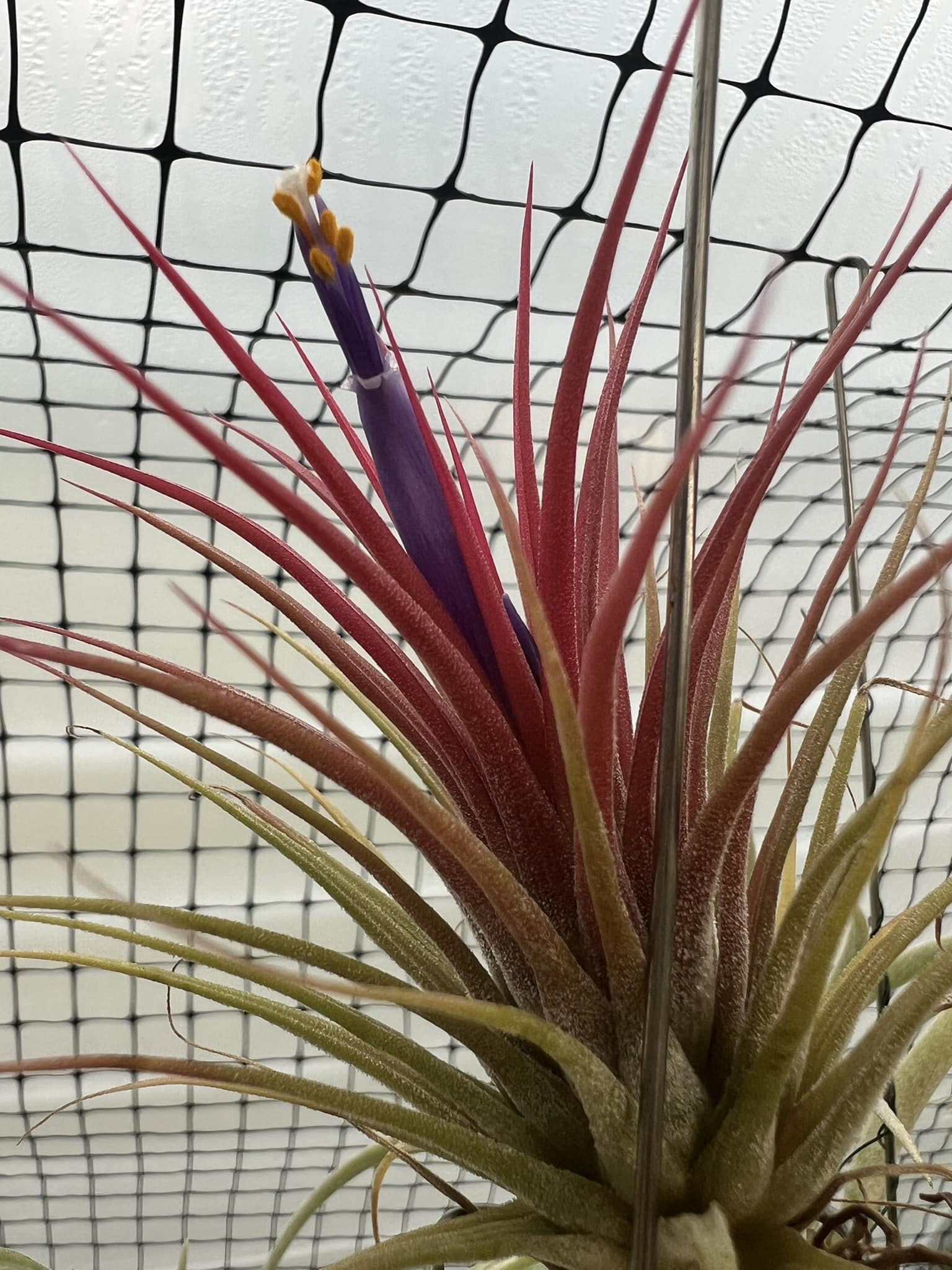 Tillandsia ionantha 'Monkey Tail