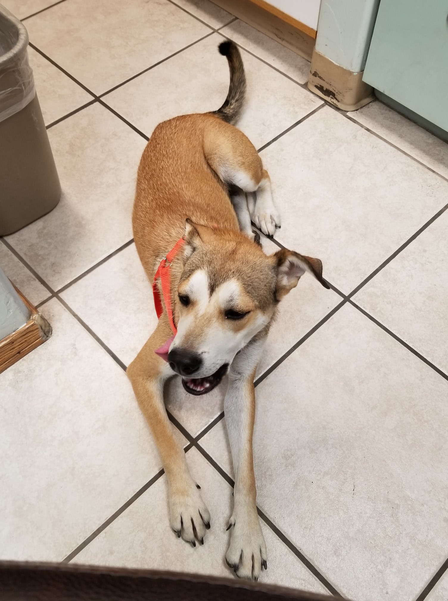 Plaza Pet Clinic | Tucson AZ