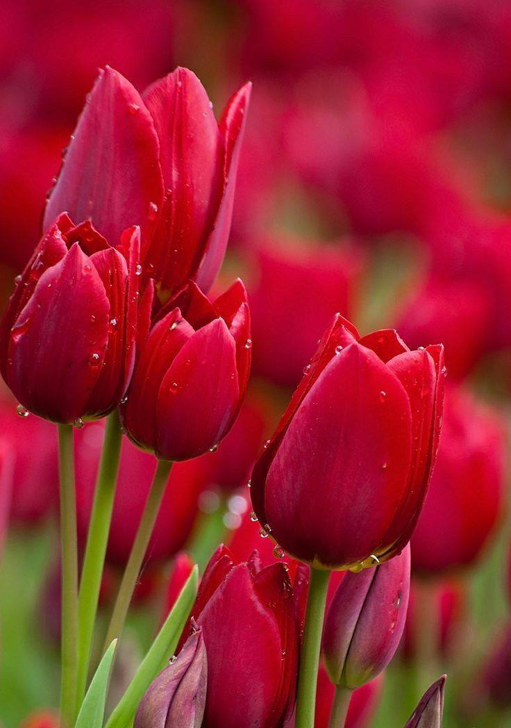 Good Morning Friends Happy Sunday Flowers And Feelings Facebook