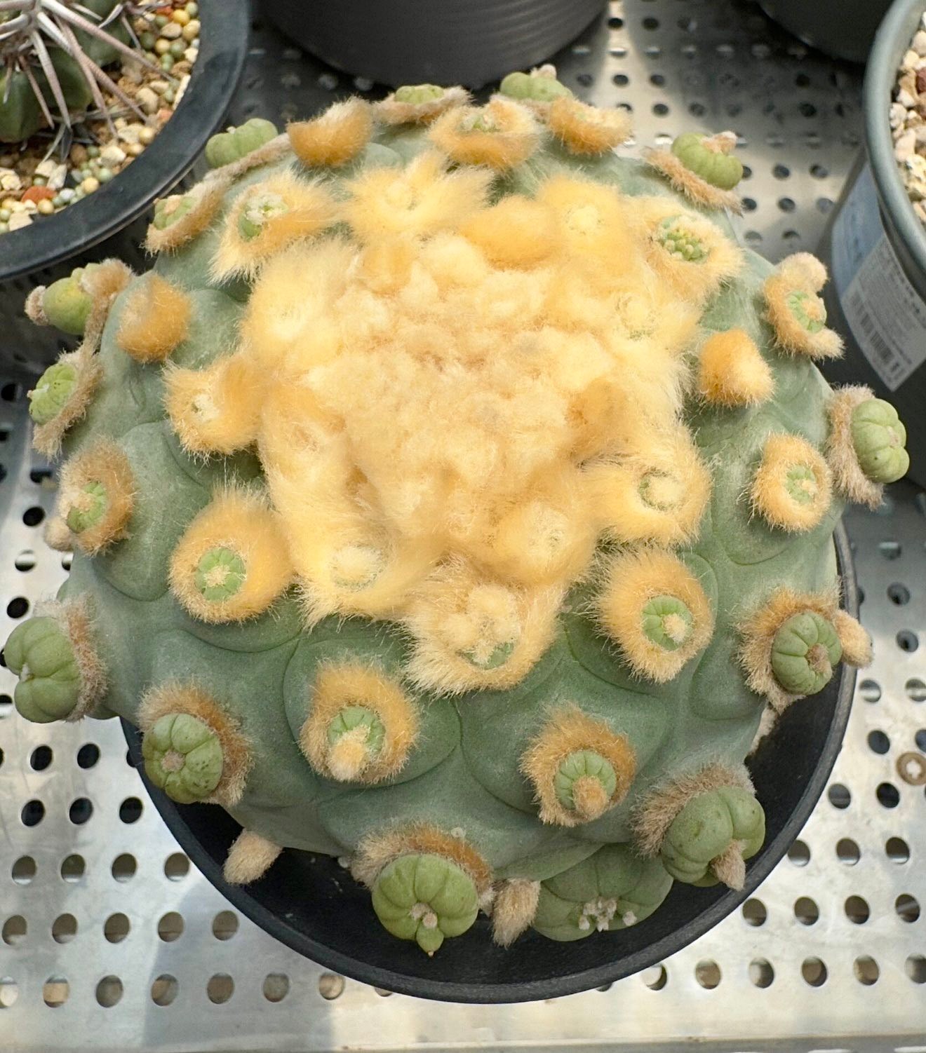大奶疣翠冠玉Lophophora Diffusa cv. Ooibo 【 Pre Order VIP202509 