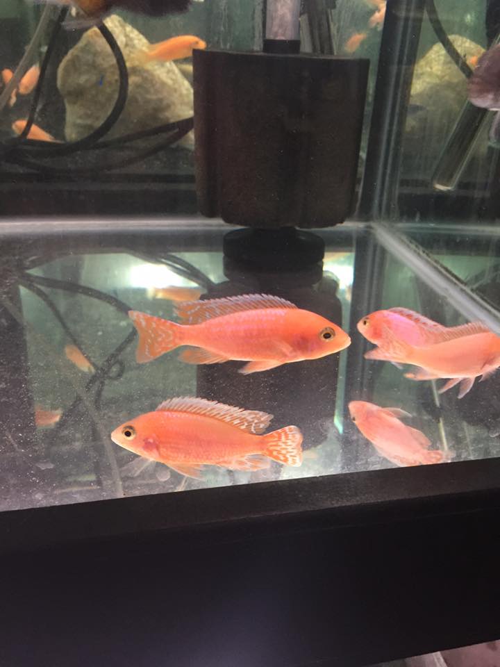 New fish arrival : Dragon... - Aqua Mate - Fish Keeping | Facebook