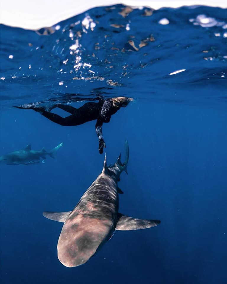 Bryce Rohrer - Captain - Prof Shark Diver