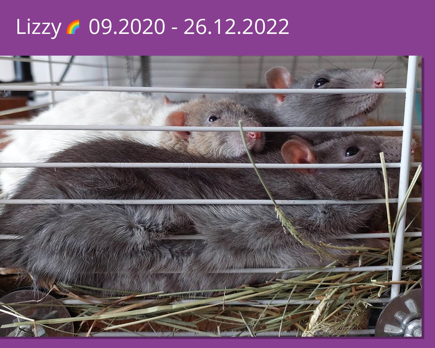 Grumpy Rat - 🌈 Our lovely, energetic, and always... | Facebook