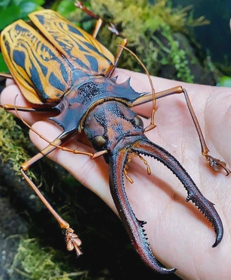 Sabertooth Longhorn Beetle (Macrodontia cervicornis), which can