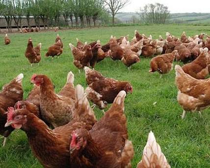 Al-Samar Farm