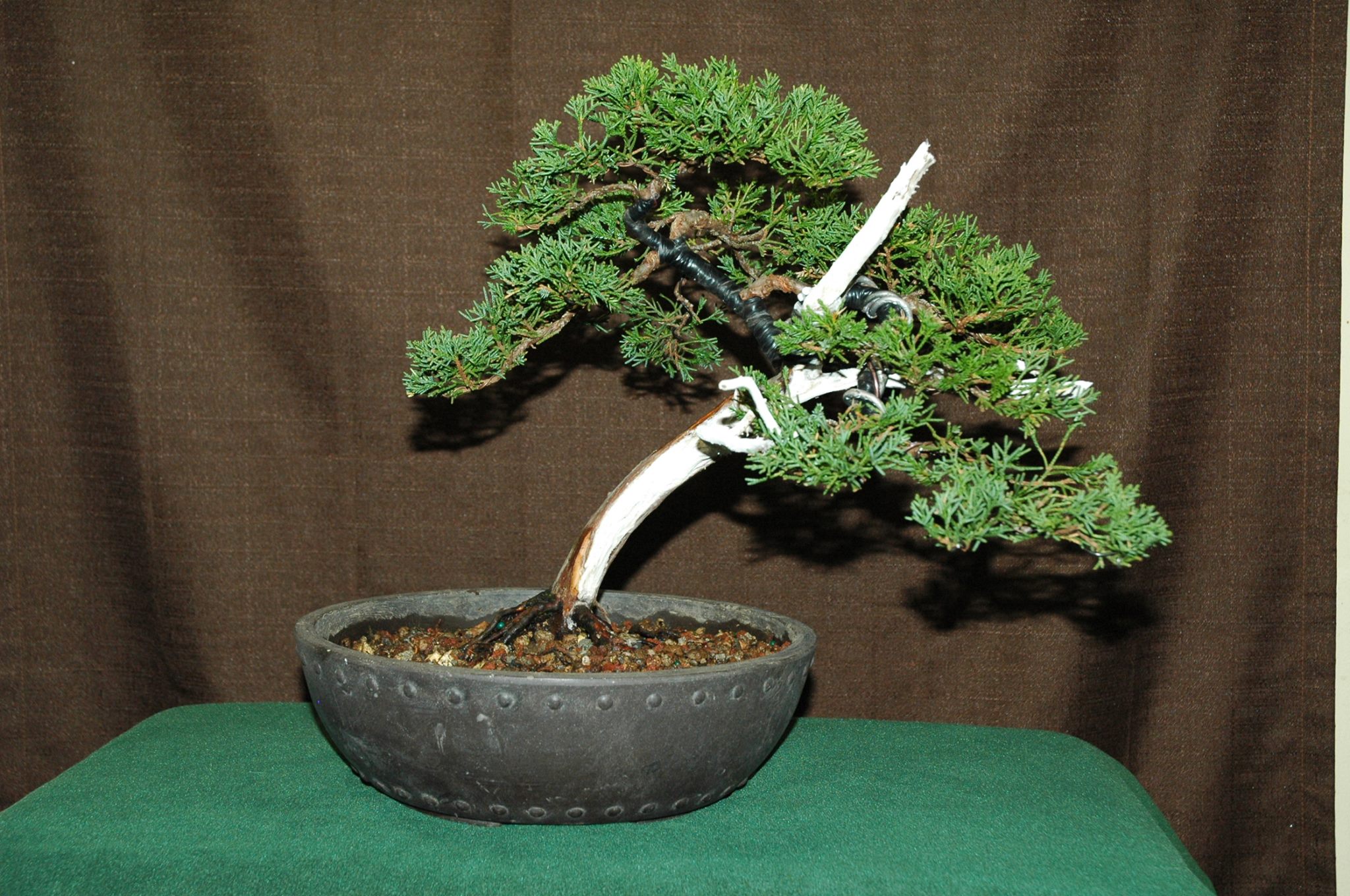 For Sale … Item #: EB-1703-SJ... - Quattlebaum Bonsai Nursery | Facebook