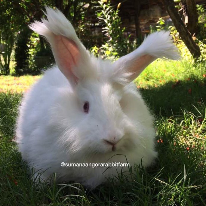 Sumna Angora Rabbit Breeding Farm | Kullu