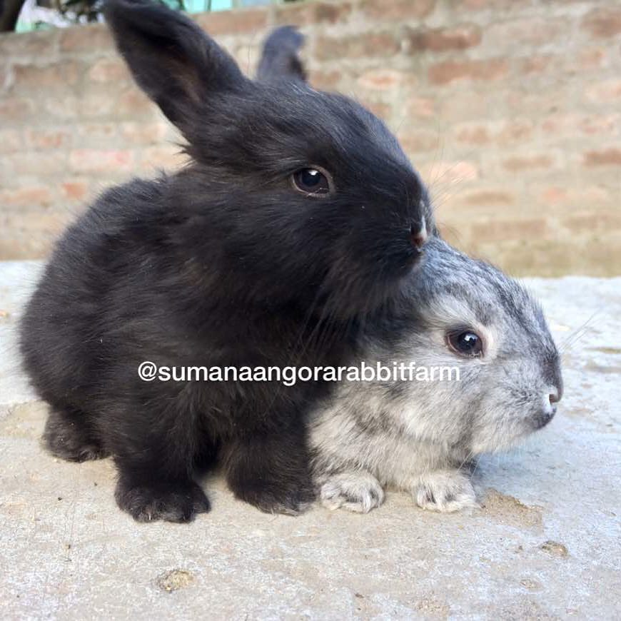 Sumna Angora Rabbit Breeding Farm | Kullu