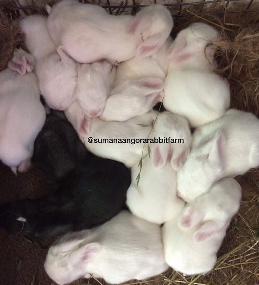Sumna Angora Rabbit Breeding Farm | Kullu