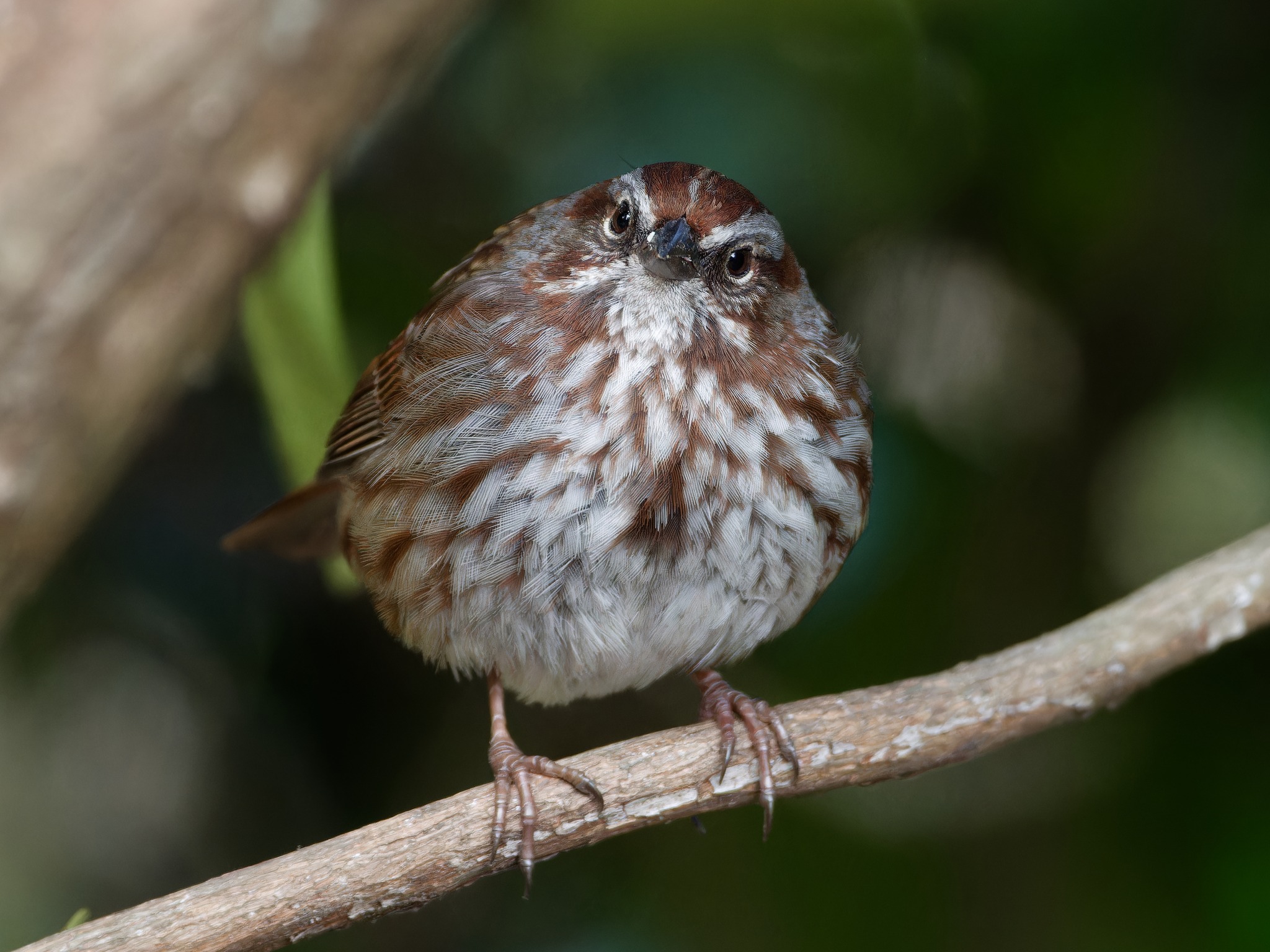 Fluffy song sparrow in Bellevue, WA