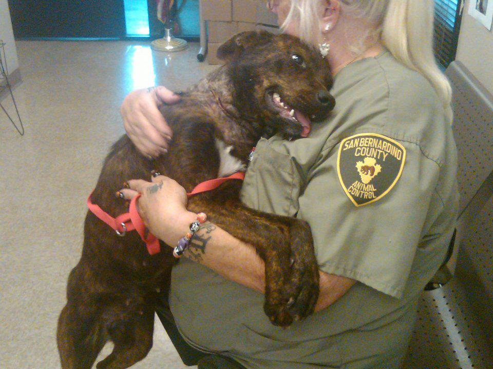 Rea... - Real Estate to the Rescue of Homeless Animals Chicago