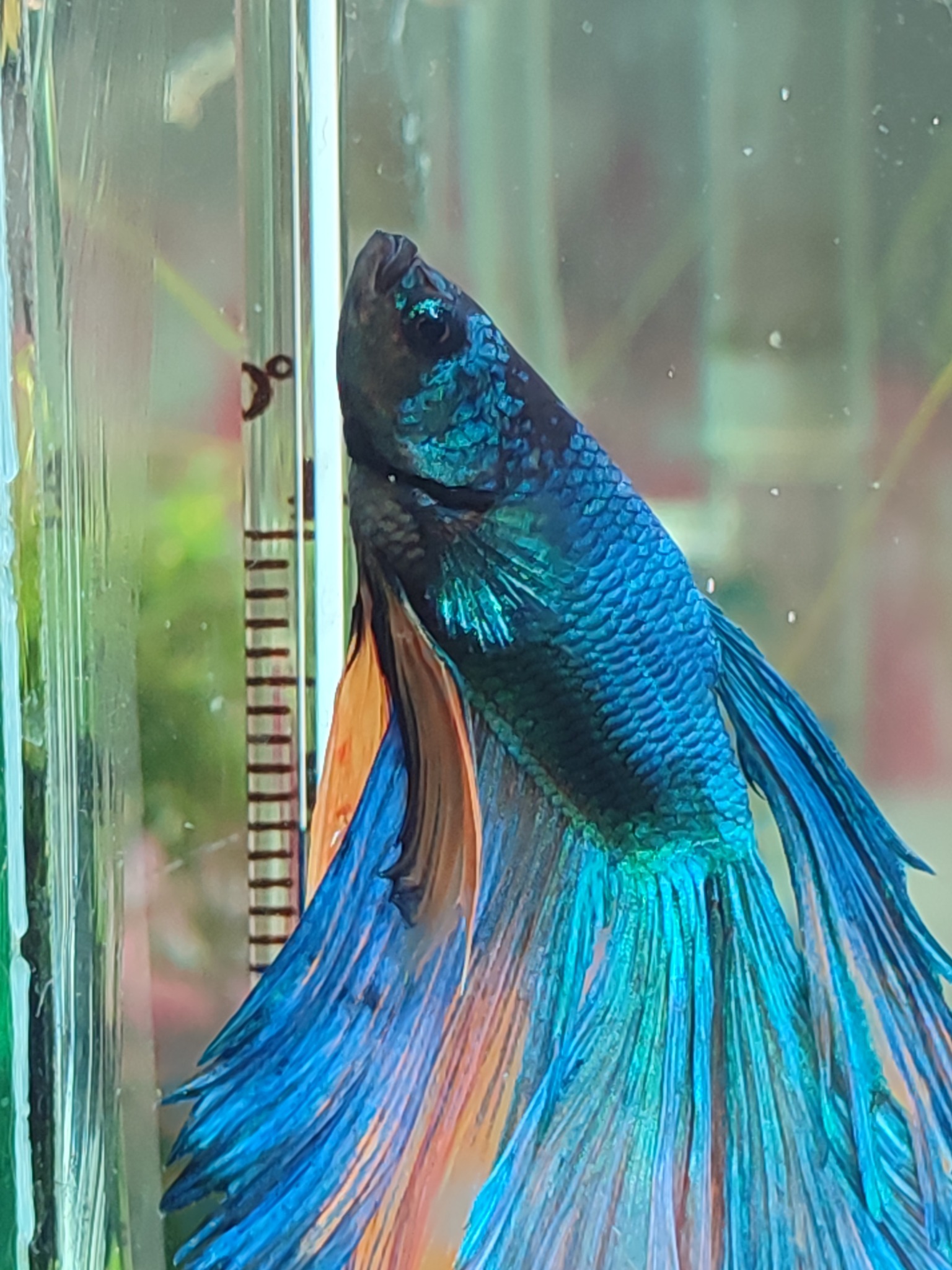 Fresh Water & aquarium fish | Guys, this is my 1 year old boy, his body ...