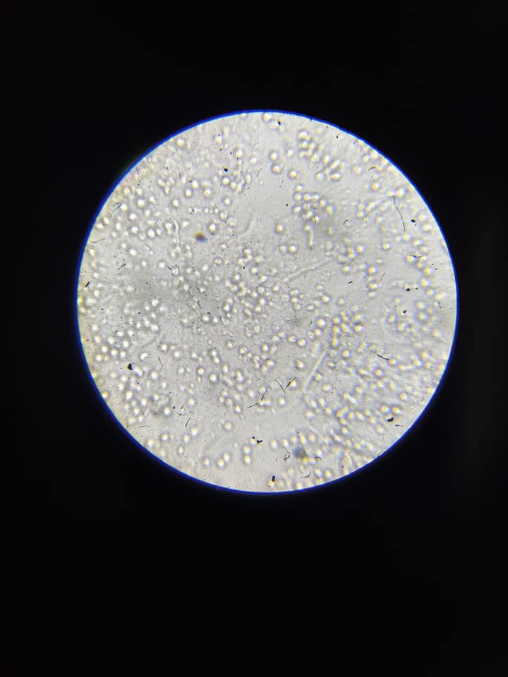 A-ONE Clinical Laboratory | Mohali
