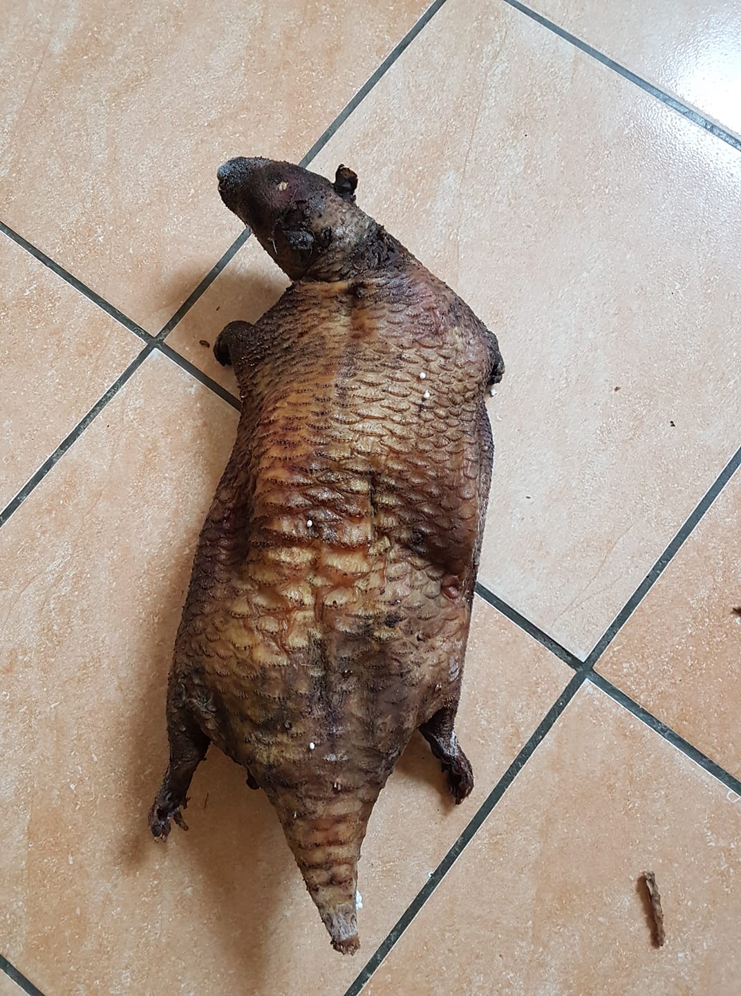 Viande De Brousse - La bonne viande de hérisson disponible. 😊👌 | Facebook