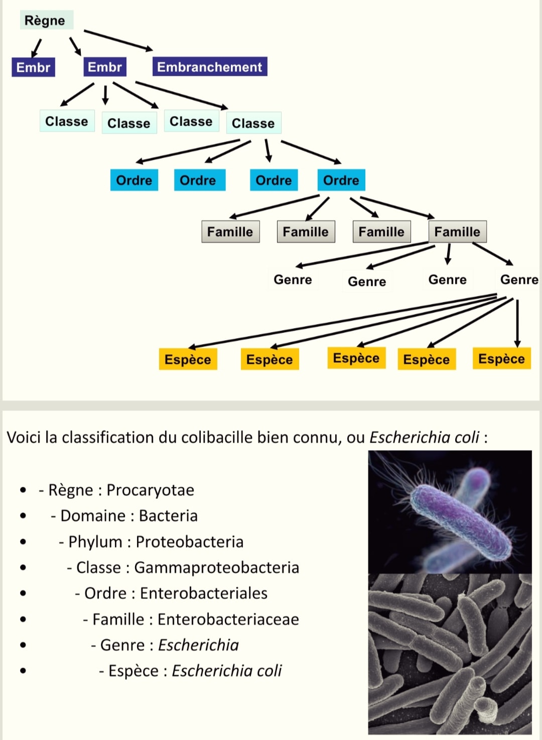 Système de classification des êtres... - Biologie Simplifiée | Facebook
