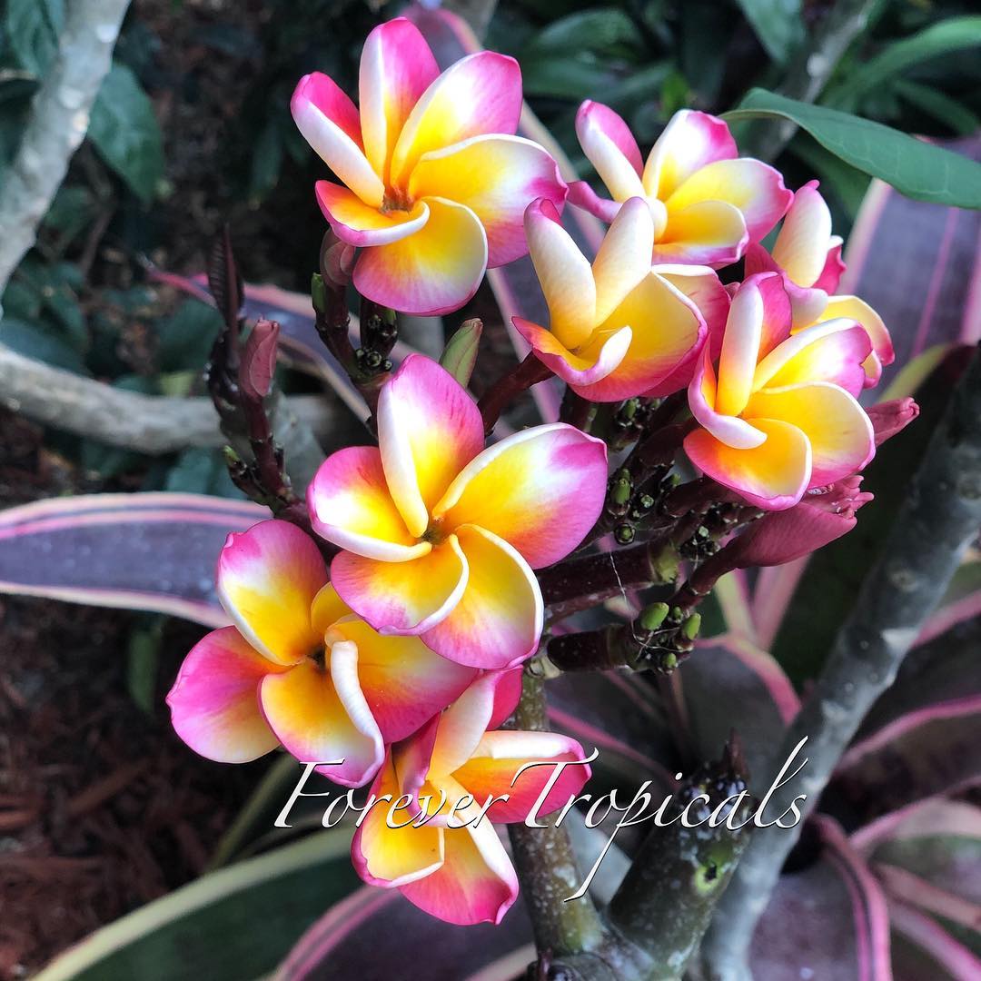 Forever - Plumeria 'Xquisite' #frangipani #plumeria #flowers