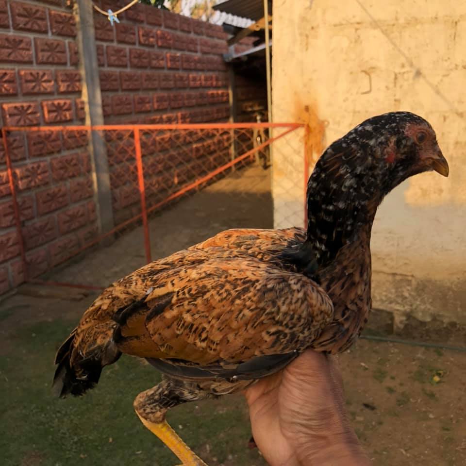Gallos Asil ROM
