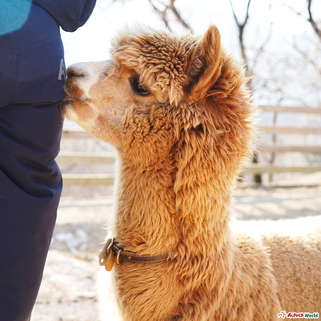 알파카월드 대표 페이지 - 사육사님~💖 저랑 놀아요!🦙 한창 관심 받고픈 #알파카 하루🥰 . . . .... | Facebook