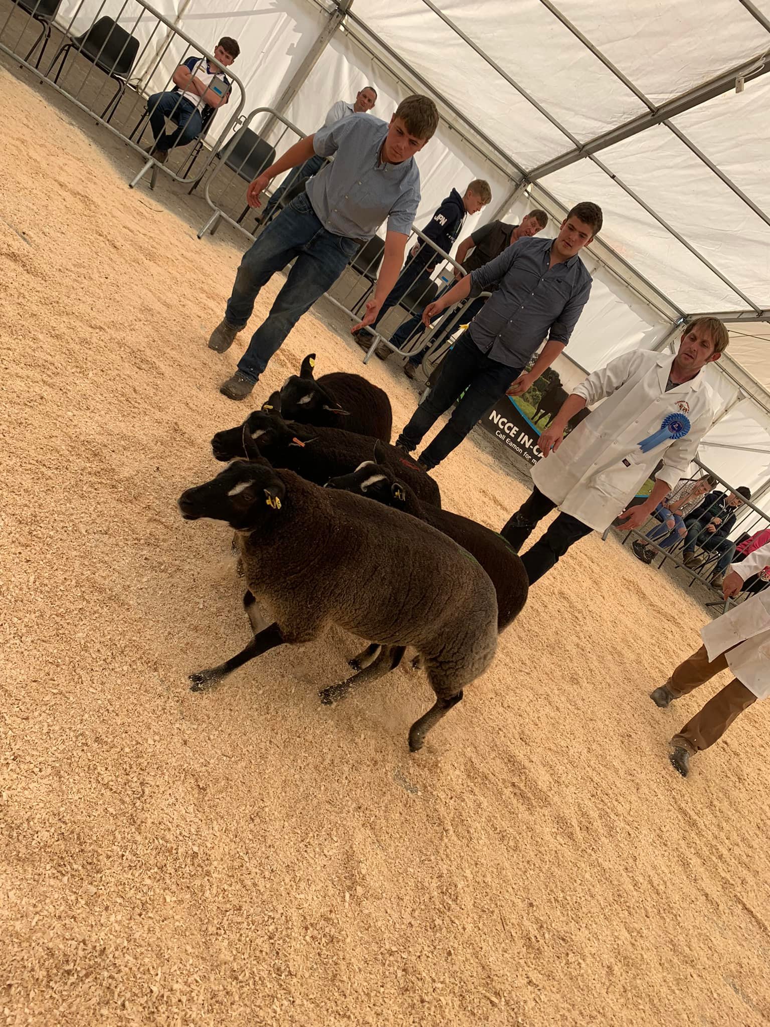 🐑🦡 Badger Face Show and Sale🦡... - Swatragh Livestock Market