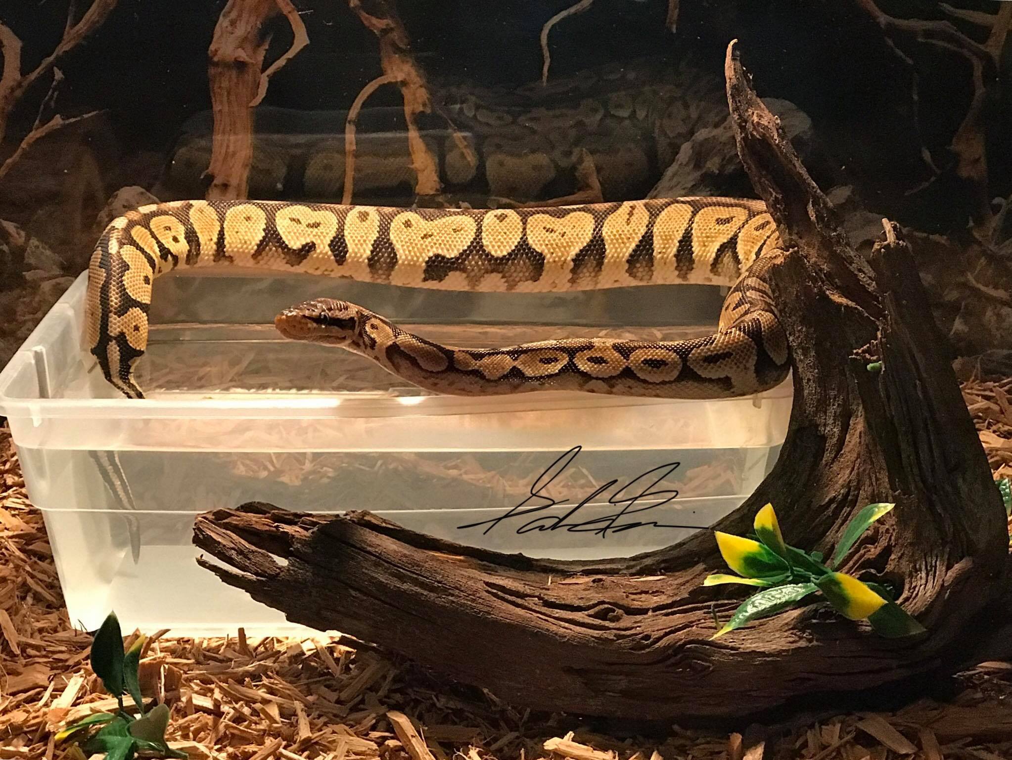 South Florida Ball Pythons... - South Florida Ball Pythons