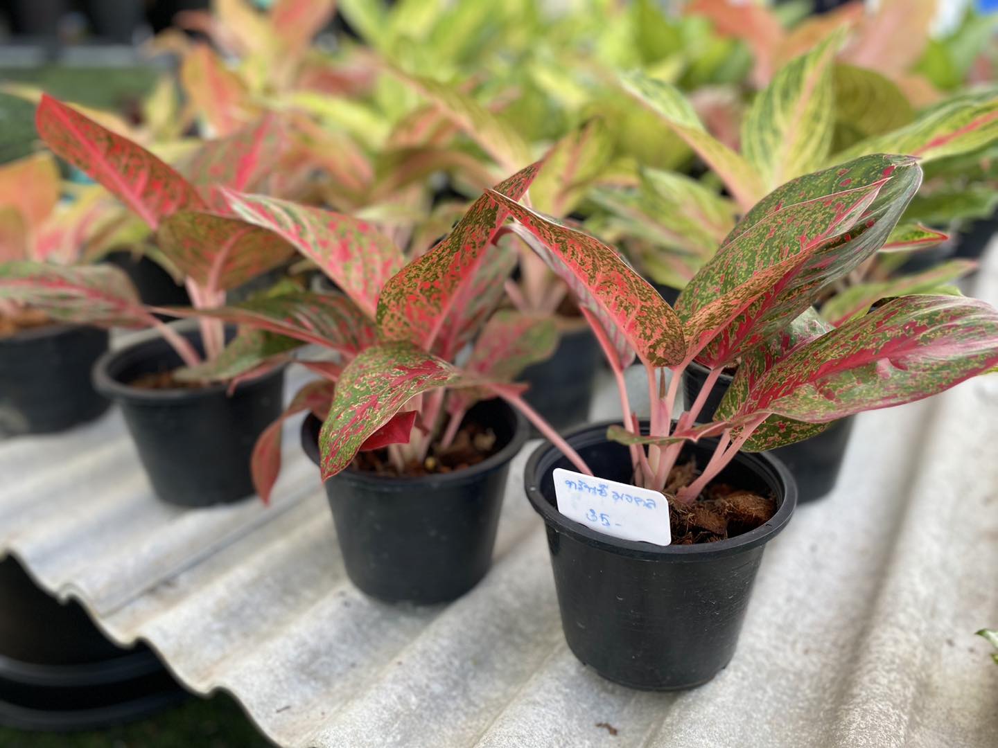 GREEN TREES Market | Si Racha