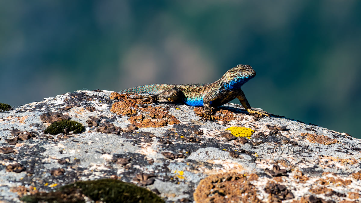 The western fence lizard, like... - Randy Runtsch Photography