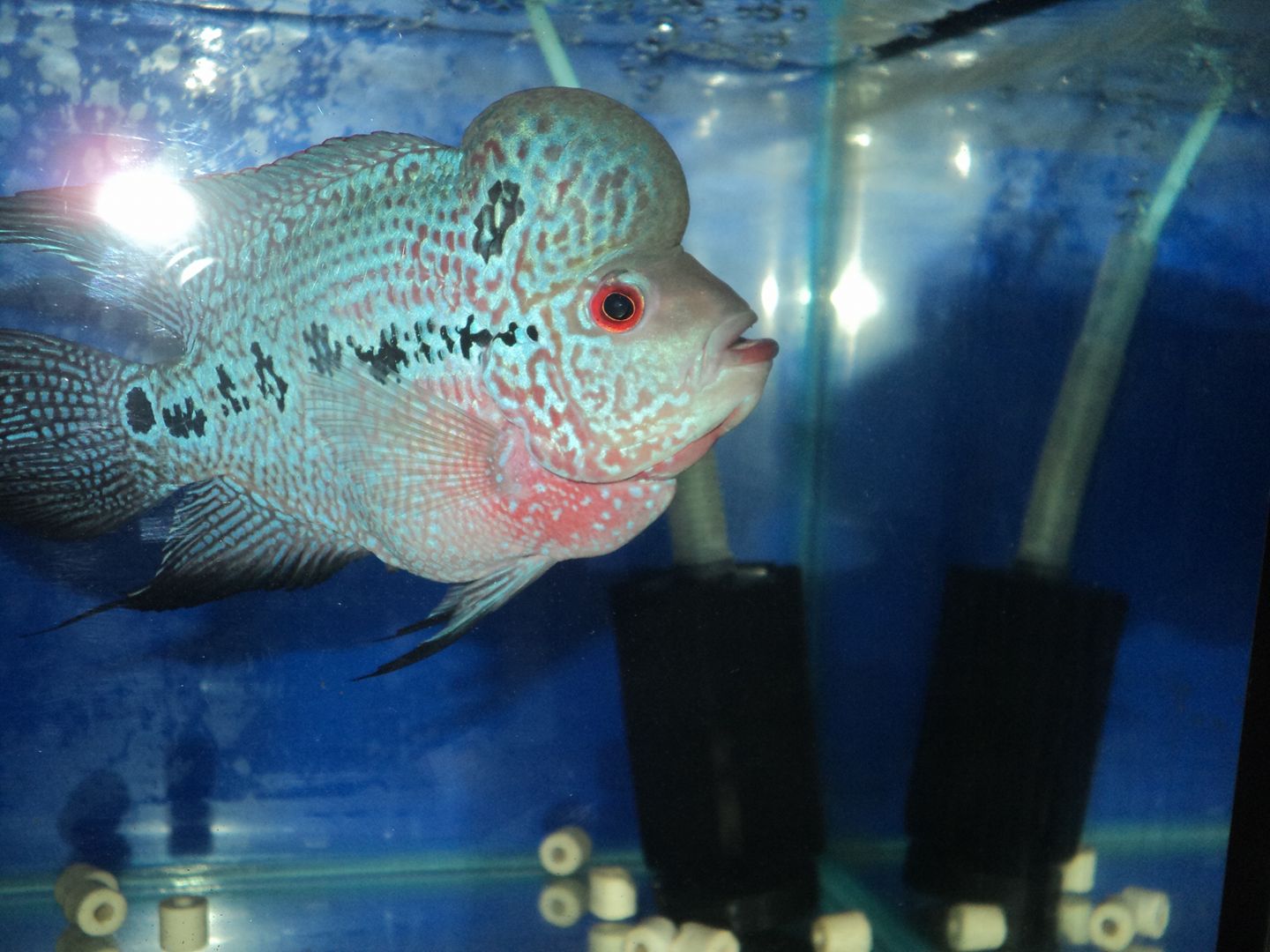 100g Okiko Platinum Flowerhorn Cichlid Fish Food Head Huncher Color Faster