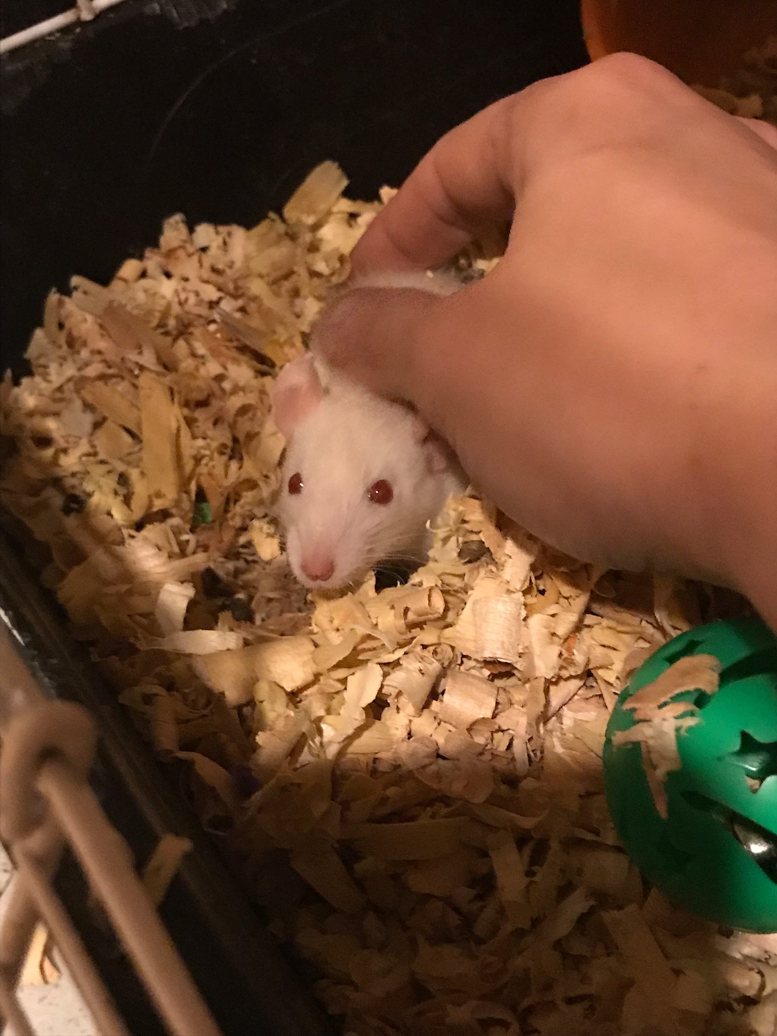 LittleFoot Rattery | Destin Harbor FL