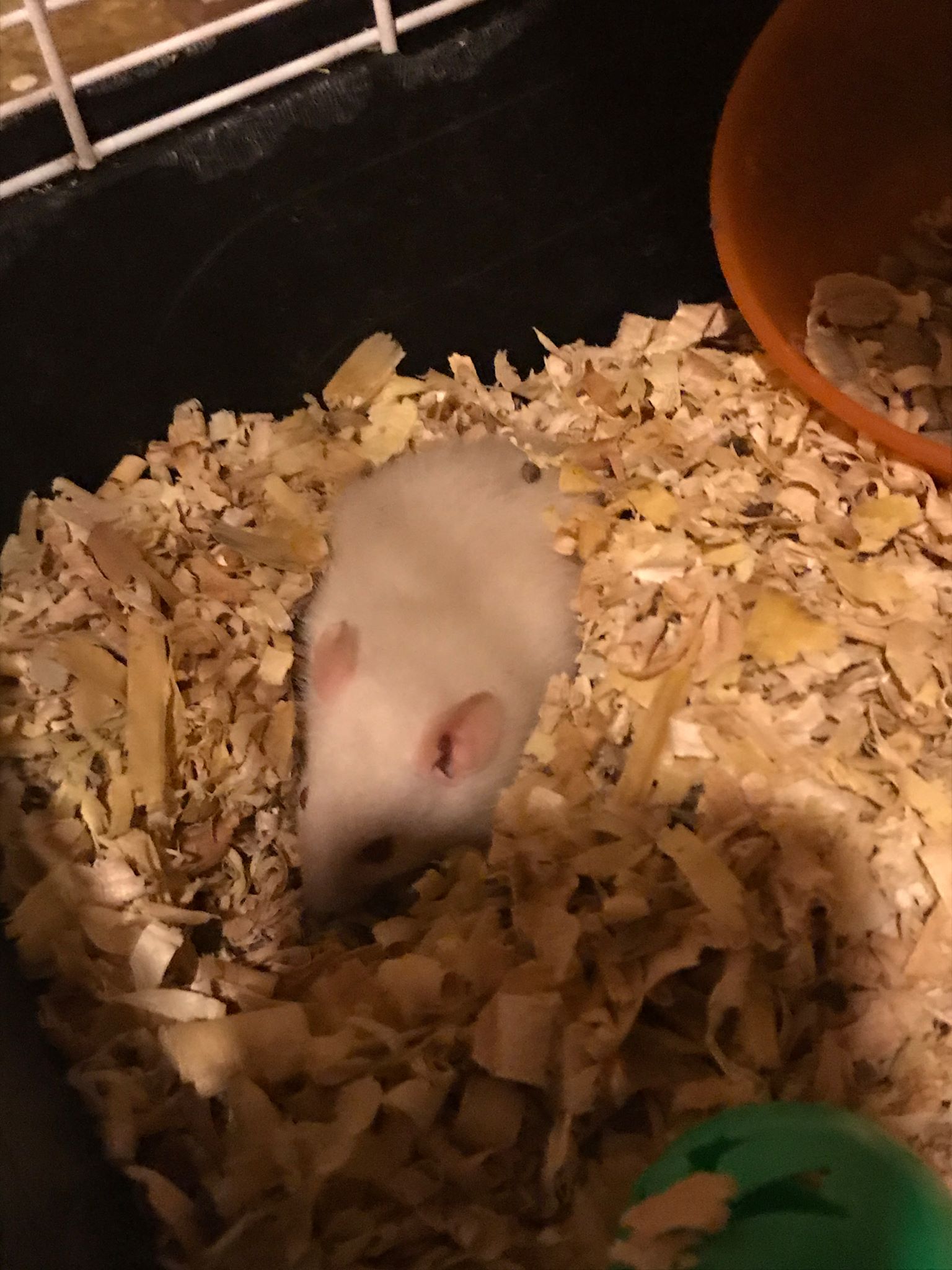 LittleFoot Rattery | Destin Harbor FL