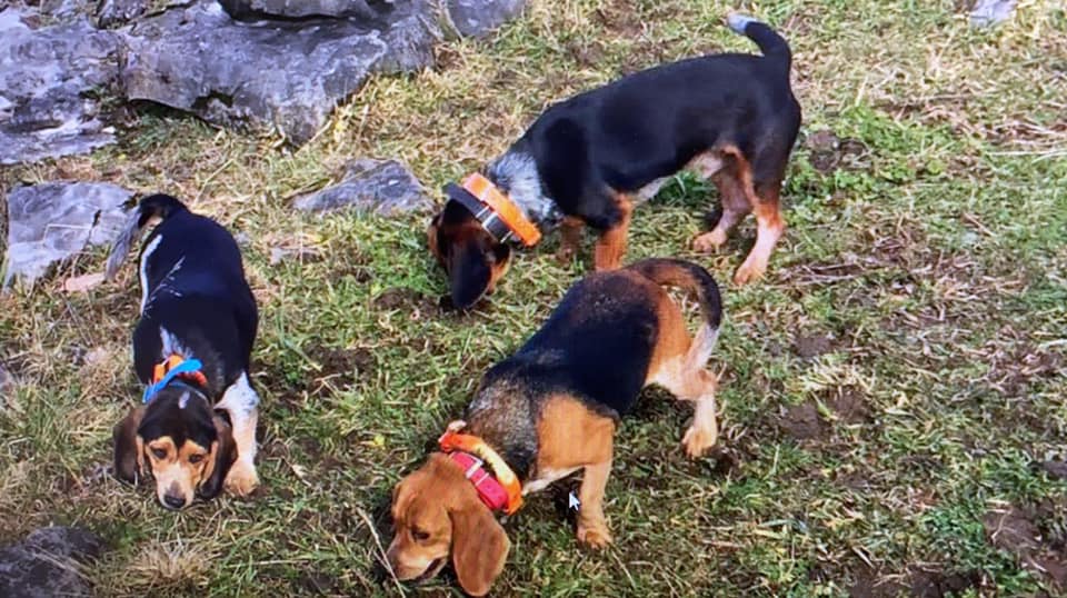 Virginia Hard Time Beagles