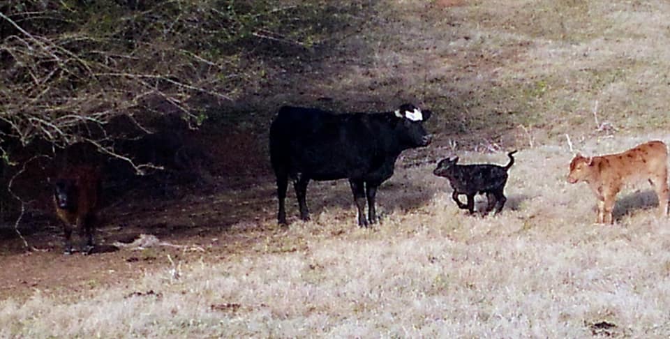 Parks Ridge Cattle LLC | Clermont GA