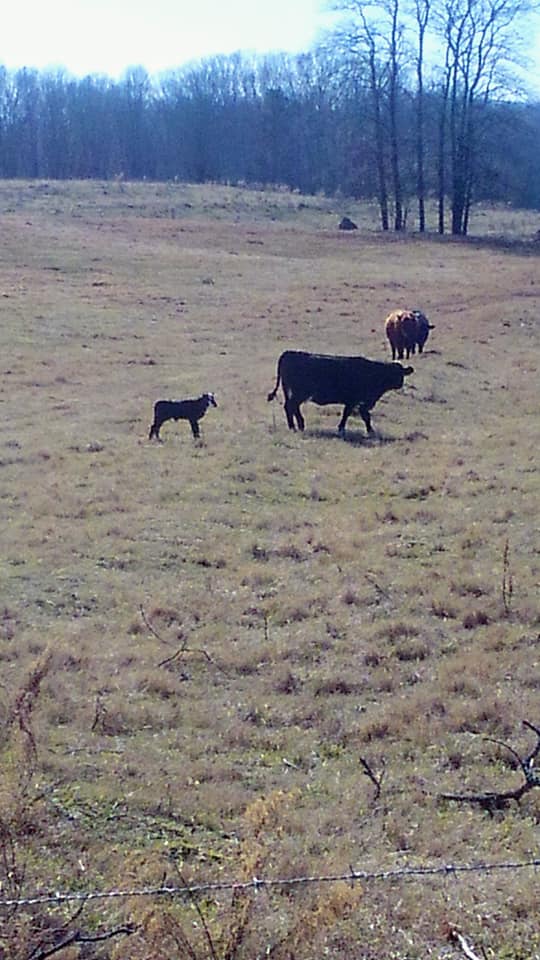 Parks Ridge Cattle LLC | Clermont GA