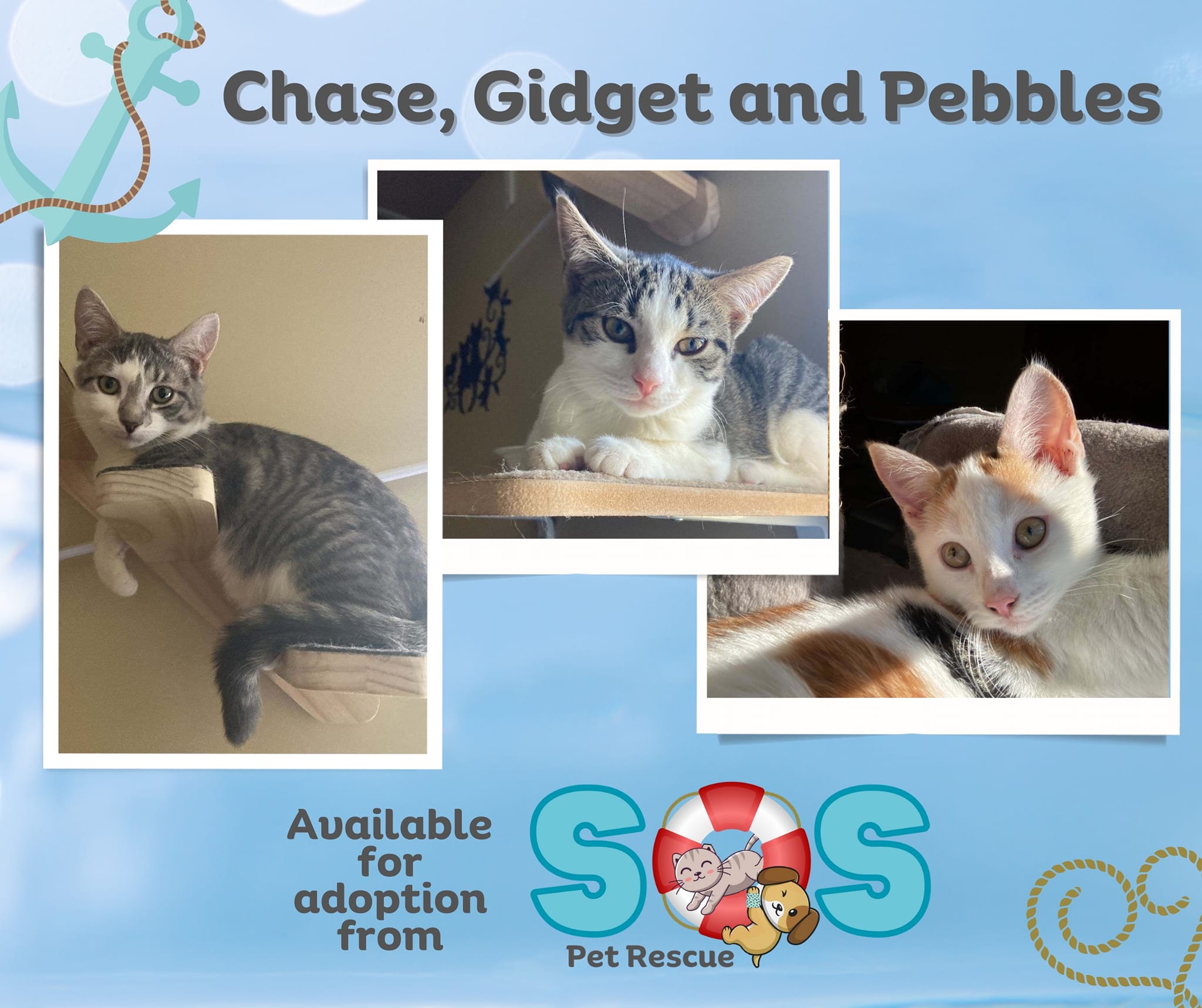 SOS Pet Rescue - From left to right we introduce Chase,...