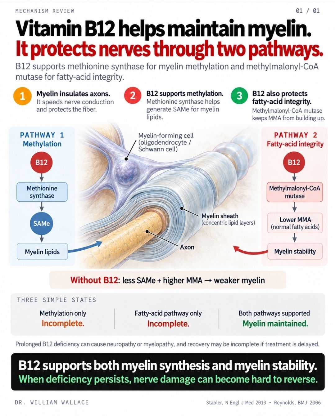 Every nerve in your body is wrapped in myelin, a multilayered lipid sheath that insulates the axon and lets electrical signals travel fast. B12 maintains this sheath through two separate pathways, and
